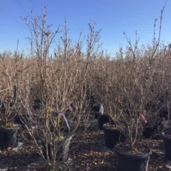 Kornoelje (Cornus Kousa 'Schmetterling') 11 Kornoelje (Cornus Kousa 'Schmetterling') -Tuin Vormen Verkoopwinkel 12
