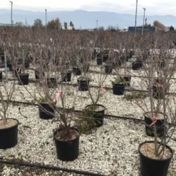 Kornoelje (Cornus Kousa 'Schmetterling') 10 Kornoelje (Cornus Kousa 'Schmetterling') -Tuin Vormen Verkoopwinkel 13