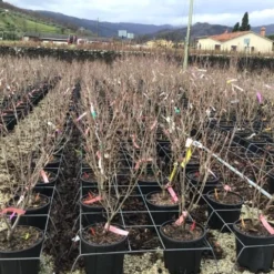 Kornoelje (Cornus Kousa 'Schmetterling') 9 Kornoelje (Cornus Kousa 'Schmetterling') -Tuin Vormen Verkoopwinkel 14