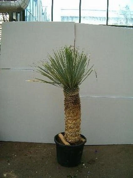 Palmlelie (Yucca Rostrata) 4 Palmlelie (Yucca Rostrata) - Afbeelding 2