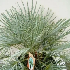 Dwergpalm (Chamaerops Humilis 'Cerifera') 11 Dwergpalm (Chamaerops Humilis 'Cerifera') -Tuin Vormen Verkoopwinkel 20060719133839 2