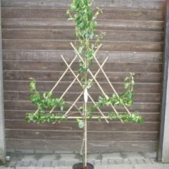 Lei-peer (Pyrus Communis 'Conference') -Tuin Vormen Verkoopwinkel 20060803193623 1