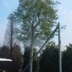 Mimosa (Acacia Dealbata) -Tuin Vormen Verkoopwinkel 20070701224959 7