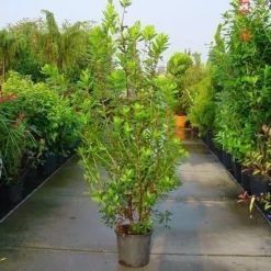 Aardbeiboom Als Struik (Arbutus Unedo) -Tuin Vormen Verkoopwinkel 20070704144114 7