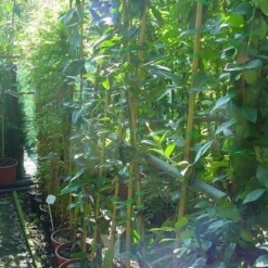 Bosrank, Groenblijvend (Clematis Armandii) -Tuin Vormen Verkoopwinkel 20070814193958 5