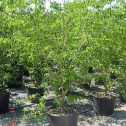 Amerikaanse Kornoelje (Cornus Florida 'Rubra') 15 Amerikaanse Kornoelje (Cornus Florida 'Rubra') -Tuin Vormen Verkoopwinkel 20070816191341 7