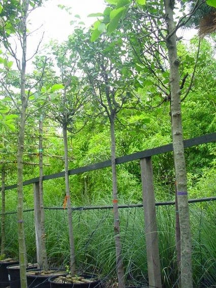 Kweepeer (Cydonia Oblonga) 6 Kweepeer (Cydonia Oblonga) - Image 4