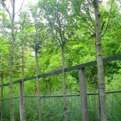 Kweepeer (Cydonia Oblonga) -Tuin Vormen Verkoopwinkel 20070907160839 5