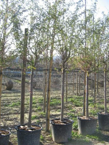 Japanse Sierkers (Prunus Sargentii) 3 Japanse Sierkers (Prunus Sargentii)