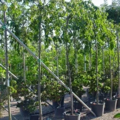 Japanse Treursierkers (Prunus Serrulata 'Kiku-shidare') 8 Japanse Treursierkers (Prunus Serrulata 'Kiku-shidare') -Tuin Vormen Verkoopwinkel 20071109164514 13