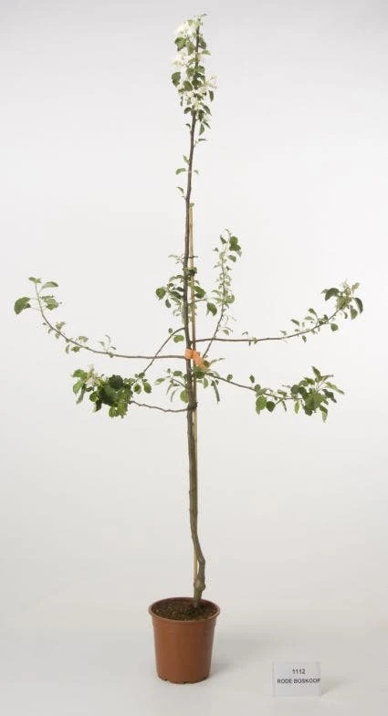 Appelboom (Malus Domestica 'Rode Boskoop') 4 Appelboom (Malus Domestica 'Rode Boskoop') - Image 2