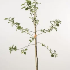 Appelboom (Malus Domestica 'Jonagold') 6 Appelboom (Malus Domestica 'Jonagold') -Tuin Vormen Verkoopwinkel 20080312134148 5