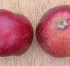 Appelboom (Malus Domestica 'Sterappel') 7 Appelboom (Malus Domestica 'Sterappel') -Tuin Vormen Verkoopwinkel 20080312135122 4 1