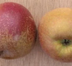 Appelboom (Malus Domestica 'Schone Van Boskoop') -Tuin Vormen Verkoopwinkel 20080312143551 3