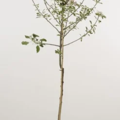 Appelboom (Malus Domestica 'Cox's Orange') -Tuin Vormen Verkoopwinkel 20080312144237 2