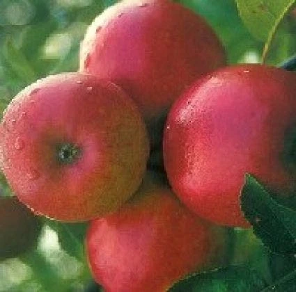 Appelboom (Malus Domestica 'Ecolette') 3 Appelboom (Malus Domestica 'Ecolette')