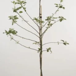 Lei-Appel (Malus Domestica 'Cox's Orange') -Tuin Vormen Verkoopwinkel 20080318090058 1 1