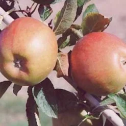 Appelboom (Malus Domestica 'Braeburn') 7 Appelboom (Malus Domestica 'Braeburn') -Tuin Vormen Verkoopwinkel 20080318091048 1 1