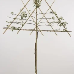 Lei-Appel (Malus Domestica 'Cox's Orange') -Tuin Vormen Verkoopwinkel 20080318091143 1 1