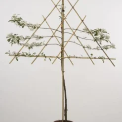 Lei-Appel (Malus Domestica 'Cox's Orange') -Tuin Vormen Verkoopwinkel 20080318093506 1 1