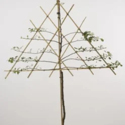 Lei-Appel (Malus Domestica 'Cox's Orange') -Tuin Vormen Verkoopwinkel 20080326220814 1