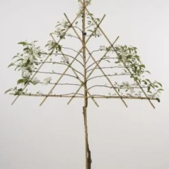 Lei-Appel (Malus Domestica 'Cox's Orange') -Tuin Vormen Verkoopwinkel 20080326222237 1 1