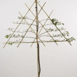 Lei-Appel (Malus Domestica 'Cox's Orange') -Tuin Vormen Verkoopwinkel 20080326222553 1 1