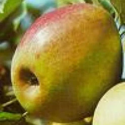 Tuin Vormen Verkoopwinkel -Tuin Vormen Verkoopwinkel 20080326222940 1