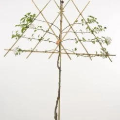 Lei-Appel (Malus Domestica 'Cox's Orange') -Tuin Vormen Verkoopwinkel 20080326223921 1