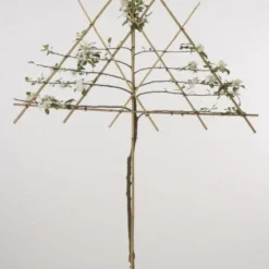 Lei-Appel (Malus Domestica 'Cox's Orange') -Tuin Vormen Verkoopwinkel 20080326224211 1 1