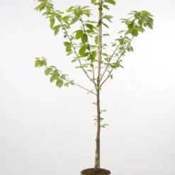 Kersenboom (Prunus Avium 'Hedelfinger Riesenkirsche') -Tuin Vormen Verkoopwinkel 20080414152652 2