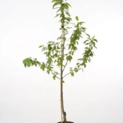 Kersenboom (Prunus Avium 'Hedelfinger Riesenkirsche') -Tuin Vormen Verkoopwinkel 20080414153422 3