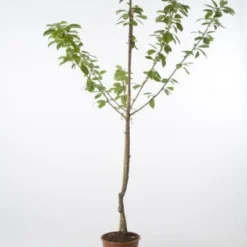 Kersenboom (Prunus Avium 'Hedelfinger Riesenkirsche') -Tuin Vormen Verkoopwinkel 20080414153854 2