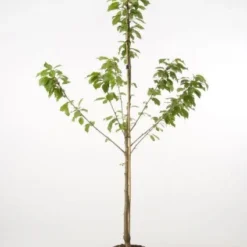 Kersenboom (Prunus Avium 'Hedelfinger Riesenkirsche') -Tuin Vormen Verkoopwinkel 20080414154743 2