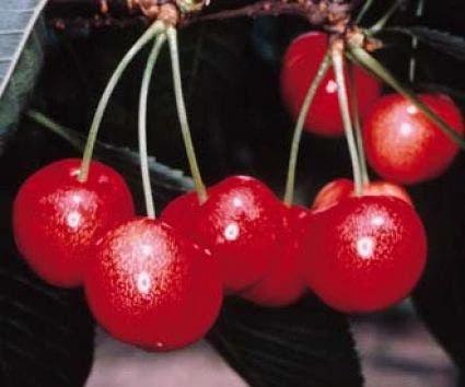 Kersenboom (Prunus Avium 'Sunburst') 4 Kersenboom (Prunus Avium 'Sunburst') - Afbeelding 2