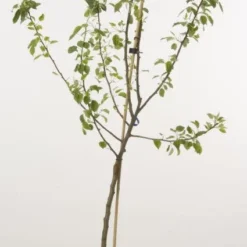 Perenboom (Pyrus Communis 'Beurre Hardy') -Tuin Vormen Verkoopwinkel 20080417125701 6