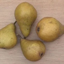 Perenboom (Pyrus Communis 'Gieser Wildeman') 10 Perenboom (Pyrus Communis 'Gieser Wildeman') -Tuin Vormen Verkoopwinkel 20080417131017 6