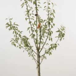 Perenboom (Pyrus Communis 'Gieser Wildeman') 9 Perenboom (Pyrus Communis 'Gieser Wildeman') -Tuin Vormen Verkoopwinkel 20080417131130 6