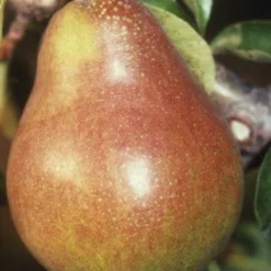 Perenboom (Pyrus Communis 'Doyenne Du Comice') -Tuin Vormen Verkoopwinkel 20080417132436 6