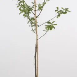 Kweepeer (Cydonia Oblonga) -Tuin Vormen Verkoopwinkel 20080417145544 2