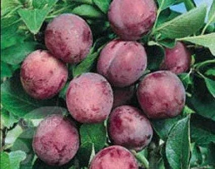 Pruimenboom (Prunus Domestica 'Opal') 4 Pruimenboom (Prunus Domestica 'Opal') - Afbeelding 2