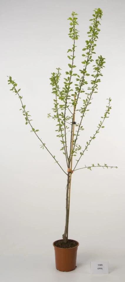 Pruimenboom (Prunus Domestica 'Opal') 3 Pruimenboom (Prunus Domestica 'Opal')