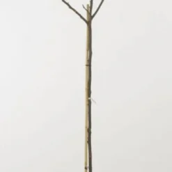 Walnoot (Juglans Regia 'Broadview') -Tuin Vormen Verkoopwinkel 20080516144158 4