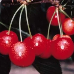 Lei-Kers (Prunus Avium 'Sunburst') -Tuin Vormen Verkoopwinkel 20080519135155 1