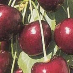 Lei-Kers (Prunus Avium 'Kordia') 7 Lei-Kers (Prunus Avium 'Kordia') -Tuin Vormen Verkoopwinkel 20080519140042 1