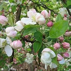 Sierappel (Malus 'Evereste') -Tuin Vormen Verkoopwinkel 20080519145038 10