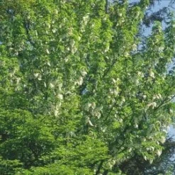 Zakdoekjesboom (Davidia Involucrata) 9 Zakdoekjesboom (Davidia Involucrata) -Tuin Vormen Verkoopwinkel 20080714131829 5