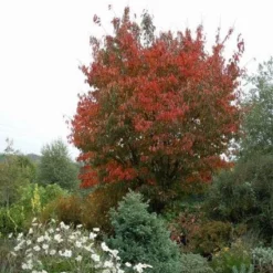 Japanse Sierkers (Prunus Sargentii) 8 Japanse Sierkers (Prunus Sargentii) -Tuin Vormen Verkoopwinkel 20080730122801 5