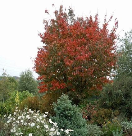 Japanse Sierkers (Prunus Sargentii) 5 Japanse Sierkers (Prunus Sargentii) - Afbeelding 3