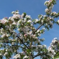 Sierappel (Malus 'Professor Sprenger') -Tuin Vormen Verkoopwinkel 20081113143001 11